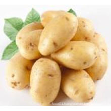 Fresh Potato for Sale